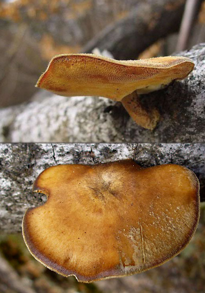 trúdnik Polyporus sp.