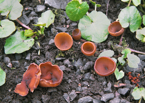 hľuznatka  Sclerotinia ficariae Rehm