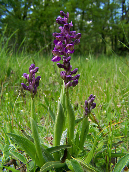 červenohlav obyčajný  Anacamptis morio (L.) R. M. Bateman, A. M. Pringeon & M. W. Chase