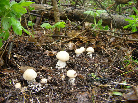 čírovnica májová Calocybe gambosa (Fr.) Donk