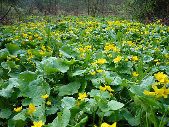 záružlie močiarne Caltha palustris L.