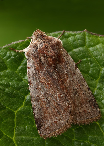 mora červenosivá Cerastis rubricosa