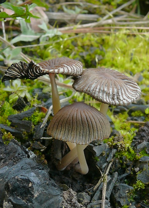 hnojník mitrovitý Coprinellus angulatus (Peck) Redhead, Vilgalys & Moncalvo