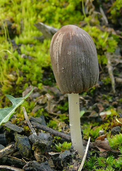 hnojník mitrovitý Coprinellus angulatus (Peck) Redhead, Vilgalys & Moncalvo