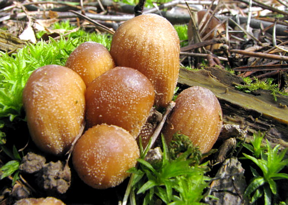 hnojník  Coprinus sp.