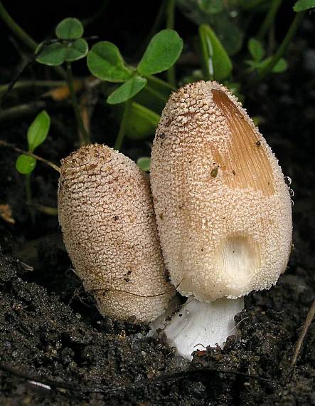 hnojník Coprinus sp.