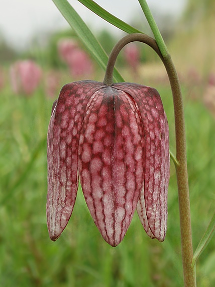 korunkovka Fritillaria meleagris L.