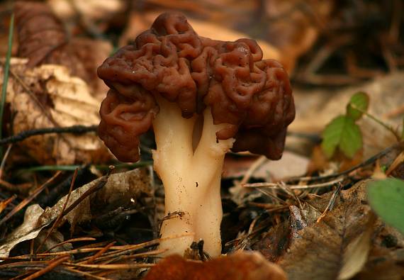 ušiak obyčajný Gyromitra esculenta (Pers.) Fr.