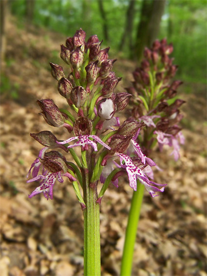 vstavač vojenský x purpurový  Orchis militaris-purpurea