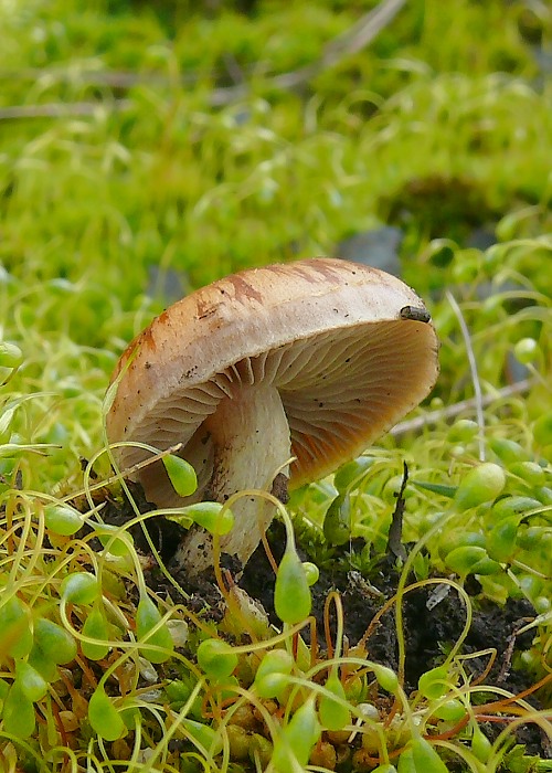 šupinovka spálenisková Pholiota highlandensis (Peck) Quadr. & Lunghini