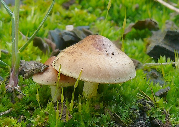 šupinovka spálenisková Pholiota highlandensis (Peck) Quadr. & Lunghini