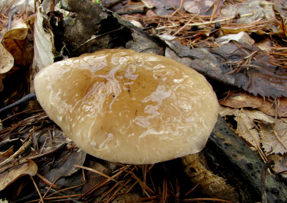 šupinovka hlinovookrová Pholiota lenta (Pers.) Singer