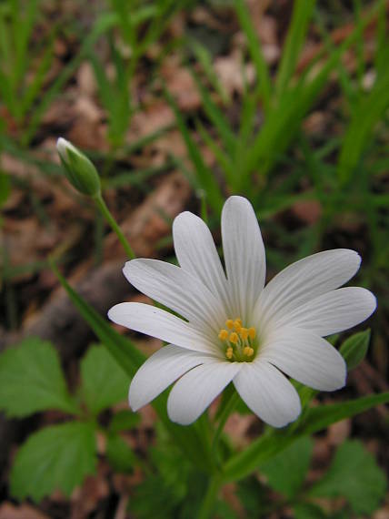 hviezdica veľkokvetá Stellaria holostea L.