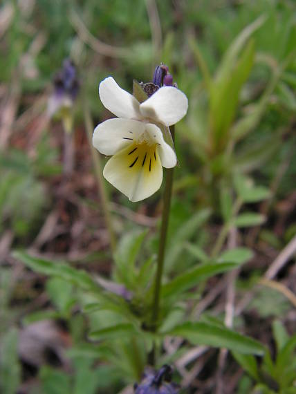 fialka roľná Viola arvensis Murray