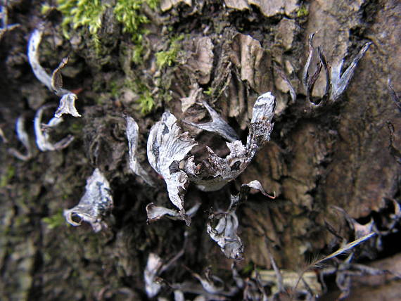 drevnatec parohatý Xylaria hypoxylon (L.) Grev.