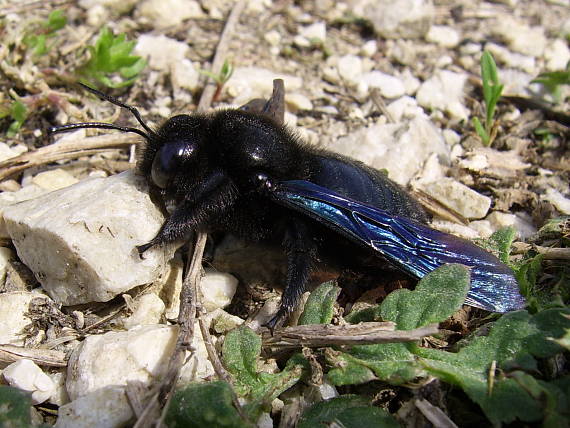 drevár fialový Xylocopa violacea