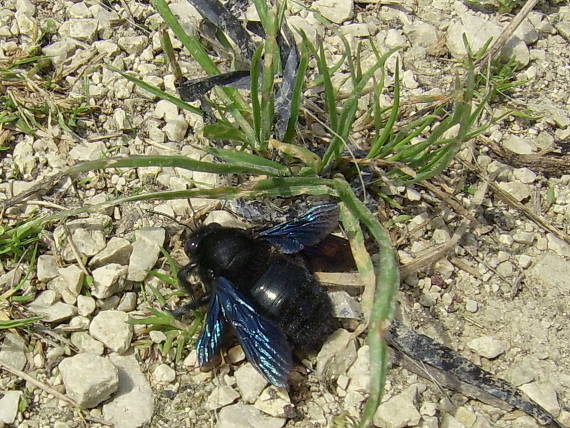 drevár fialový                                                                                                        Xylocopa violacea