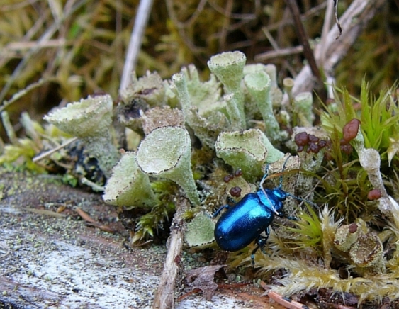 dutohlávka pohárikovitá Cladonia pyxidata