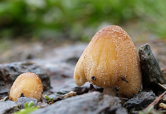 hnojník okrový Coprinellus domesticus (Bolton) Vilgalys, Hopple & Jacq. Johnson