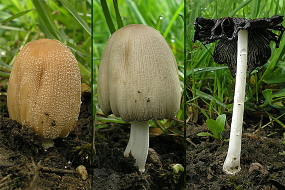 hnojník okrový Coprinellus domesticus (Bolton) Vilgalys, Hopple & Jacq. Johnson