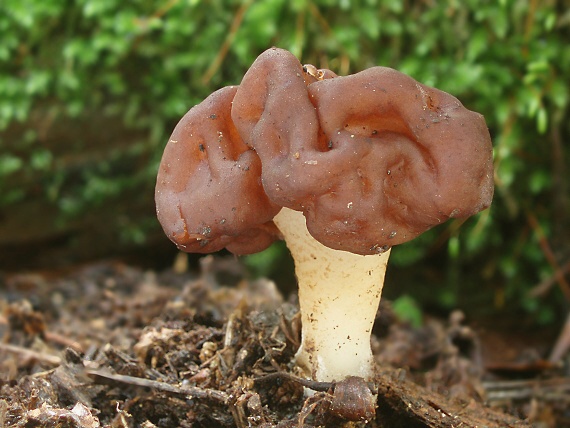 ušiak obyčajný Gyromitra esculenta (Pers.) Fr.