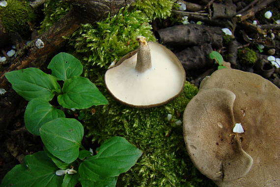 trúdnik strapkatý Lentinus substrictus (Bolton) Zmitr. & Kovalenko