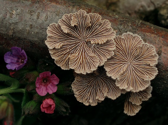 klanolupeňovka obyčajná Schizophyllum commune Fr.