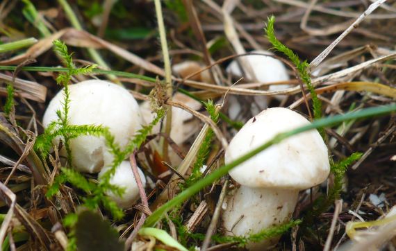 čírovnica májová Calocybe gambosa (Fr.) Donk