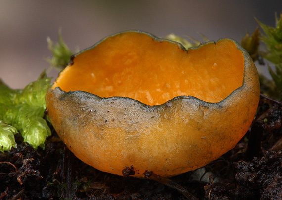 pohárovka ohnivá Caloscypha fulgens (Pers.) Boud.