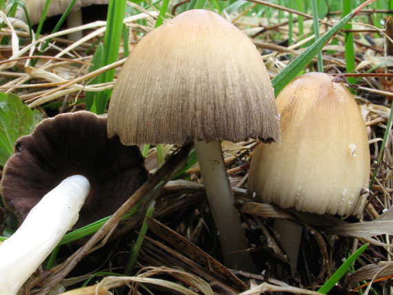 hnojník ligotavý Coprinus micaceus