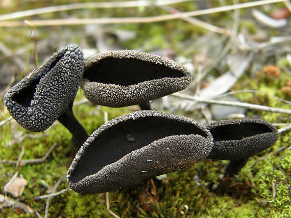 chriapač vŕbový Helvella corium (O. Weberb.) Massee