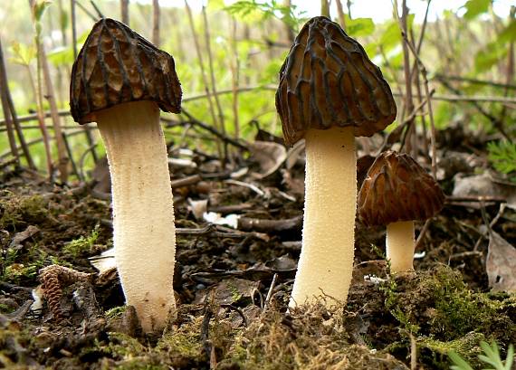 smrčok hybridný Morchella semilibera DC.