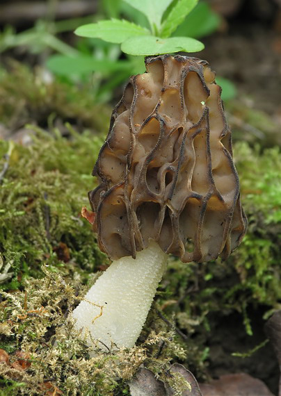 smrčok hybridný  Morchella semilibera DC.