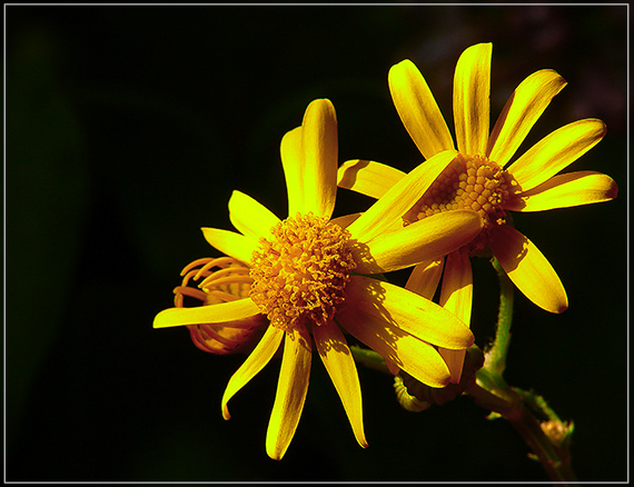 starček jarný Senecio vernalis Waldst. et Kit.