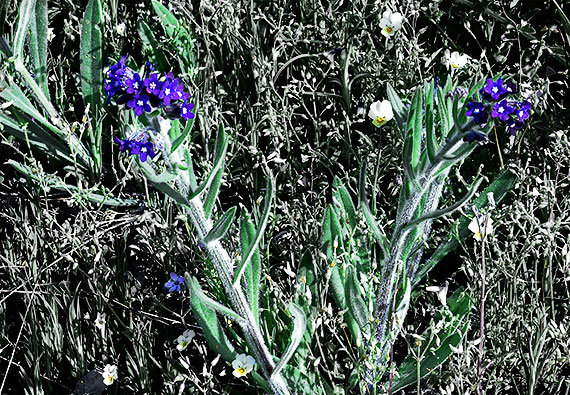 smohla lekárska  Anchusa officinalis L.