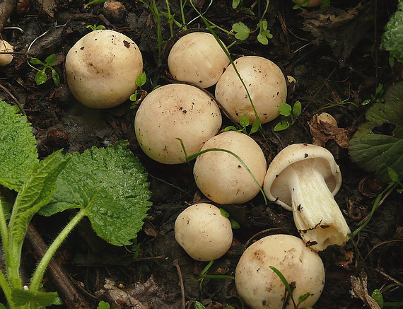 čírovnica májová Calocybe gambosa (Fr.) Donk