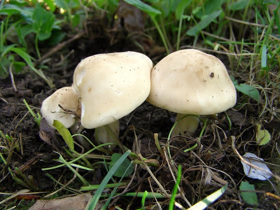 čírovnica májová Calocybe gambosa (Fr.) Donk