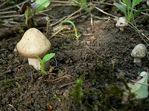 hodvábnica jarná Entoloma clypeatum (L.) P. Kumm.