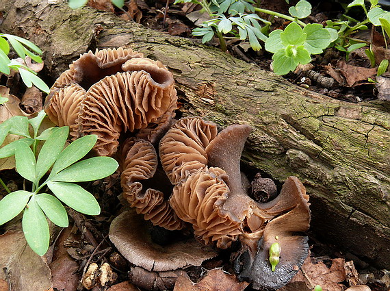 hodvábnica včasná Entoloma vernum S. Lundell