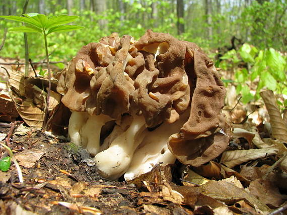 ušiak obrovský ? Gyromitra gigas ?