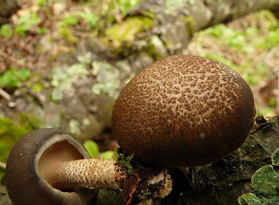 trúdnik strapkatý Lentinus substrictus (Bolton) Zmitr. & Kovalenko