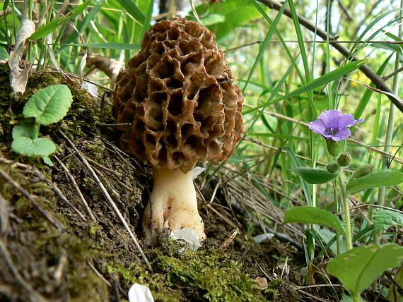 smrčok jedlý Morchella esculenta (L.) Pers.