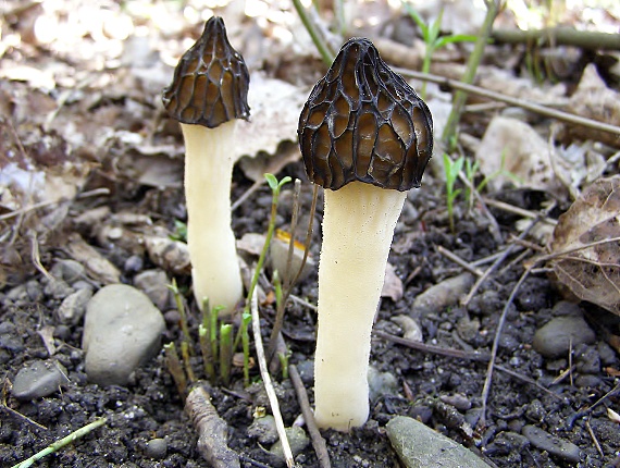 smrčok hybridný Morchella semilibera DC.