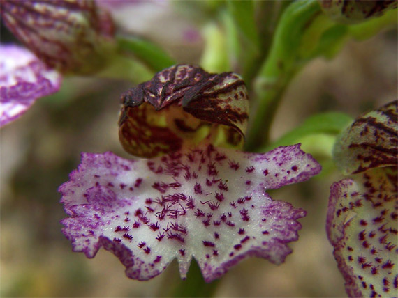 vstavač vojenský x purpurový  Orchis militaris-purpurea