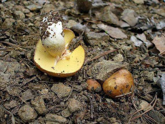 masliak zrnitý Suillus granulatus (L.) Roussel