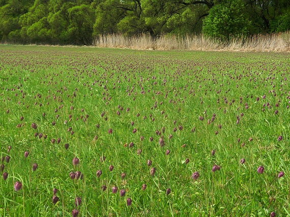 botanický raj (NPR Pstruša)