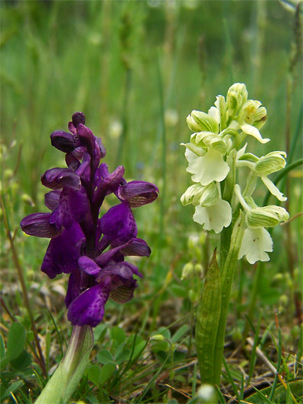 červenohlav obyčajný  Anacamptis morio (L.) R. M. Bateman, A. M. Pringeon & M. W. Chase