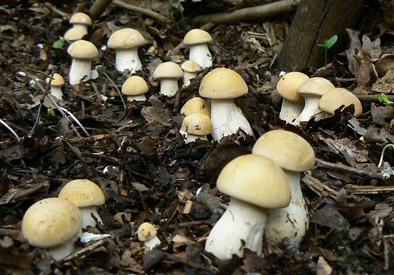 čírovnica májová Calocybe gambosa (Fr.) Donk