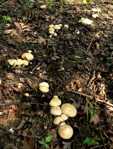 čírovnica májová Calocybe gambosa (Fr.) Donk