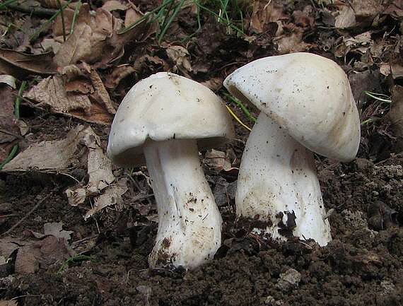 čírovnica májová Calocybe gambosa (Fr.) Donk